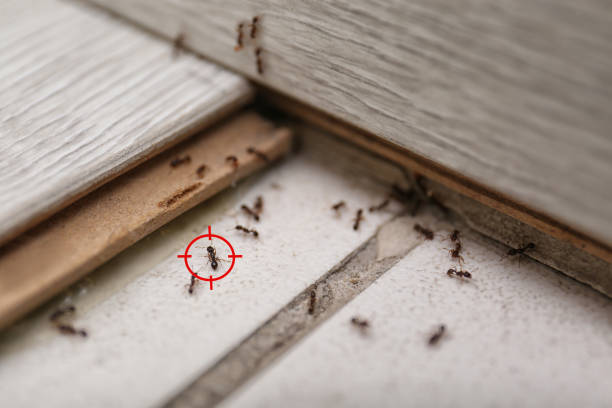 Insect Control in West Swanzey, NH
